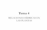 Tema_4 Relaciones hídricas en las plantas - Si lo deseas ... · PDF file2. FUNCIONES DEL AGUA EN LAS PLANTAS La importancia del agua para las plantas es vital si se tiene en cuenta