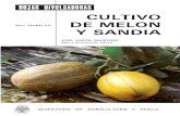 CULTIVO DE MELON Y SANDIA -  · PDF fileEI melón (Cucumis melo L.), es una planta con tallos herbáceos, delgados, flexibles, rastreros, sarmentosos y provis-tos de zarcillos