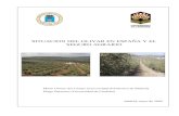 SITUACION DEL OLIVAR EN ESPAÑA Y EL SEGURO …aplicaciones.magrama.es/documentos_pwe/seminarios/olivar_upm.pdf · Gómez-del-Campo y Barranco (2009) Situación del olivar en España