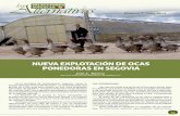 NUEVA EXPLOTACIÓN DE OCAS PONEDORAS EN …seleccionesavicolas.com/pdf-files/2014/8/055-060-Alternativas-Ocas... · granja de 4.000 ocas para puesta en una finca propiedad ... ovejas