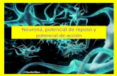 Neurona, potencial de reposo y potencial de acción · PDF fileEstructura de una neurona Soma: mayor cantidad de citoplasma, se encuentran organelos. Dendritas: primera porción se