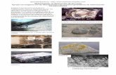 Meteorización, la destrucción de las rocas Agrupar las ... · PDF fileAprendeideaTierra - 3 • La repetición del ciclo de fusión y congelamiento del agua en las fracturas de la