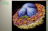Tema 6: La célula - Ciencias de la Naturaleza | "Todo el ... · PDF fileSantiago Ramón y Cajal (1821 –1902) • Logró unificar todos los tejidos del cuerpo en la teoría celular,
