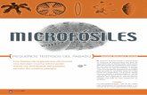 MICROFÓSILES - Paleontology at Universidad del Mar · PDF file23 ¿cómoves? Durezas en el tiempo Al morir un organismo, por lo general se pudren y descomponen los tejidos en tanto