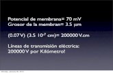 Potencial de membrana= 70 mV Grosor de la membran= … … · Potencial de membrana= 70 mV Grosor de la membran= 3.5 µm (0.07 V) (3.5 10-7 cm)= 200000 V.cm Líneas de transmisión
