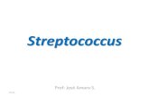 Streptococcus - academico.upv.clacademico.upv.cl/doctos/ENFE-6017/{103AD534-8A1F-456C-9BF8... · Características generales del genero Streptococcus • Cocos gram positivos en cadenas