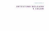 INTESTINO DELGADO Y COLON - · PDF fileNutrición en gastroenterología ... Gil A, ed. Tratado de Nutrición (vol. 4 ... 2.ª ed. Editorial Panamerica-na. Madrid, 2010:669-687. 3.