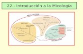 Introducción a la Micología - · PDF fileIntroducción a la Micología • Los hongos son organismos eucarióticos, no fotosintéticos (quimioorganotropos). • Son abundantes en