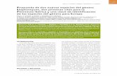 Propuesta de dos nuevas especies del género Elaphomyces ... · PDF fileel material, con el significado de ... de umbilicata, minimi pisi magnitudine, 0,5-1,5 cm diam. Mycelium densissimum,