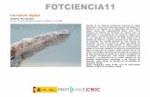 FOTCIENCIA11 · PDF fileFOTCIENCIA11 Corrosión digital Autoría: Pau Golanó Primer Premio Categoría General dotado con 2.200€ Muchas de las técnicas anatómicas descritas en