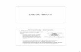 Sistema Endocrino III - organografia.unileon.esorganografia.unileon.es/html/PDF/Sistema-endocrino_III.pdf · 2 Sistema endocrino - Suprarrenales – Glándulas suprarrenales - Anatomía