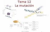 Tema 11: La mutación 1 - genetica.uab.catgenetica.uab.cat/base/documents/genetica_gen/Tema... · Lesiones espontáneas del DNA •Despurinación (pérdida enlace glucosídico azúcar)