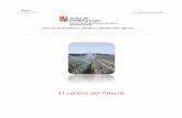 El cultivo del Puerro - Agronews Castilla y León · PDF fileAutónoma son, Segovia que con el 61% de la superficie sembrada de cultivo produce el 74%, de la producción de puerro,