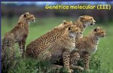 Genética molecular (III) - centros.edu.xunta.escentros.edu.xunta.es/iesastelleiras/depart/bioxeo/lgazon/presen/... · la expresion genética en procariotas responde al modelo de