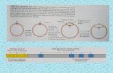 Orígenes de replicación en los cromosomas eucariotasecaths1.s3.amazonaws.com/geneticafacen/386421162... · elementos de control necesarios para la replicación. ... ARNr y ARNt