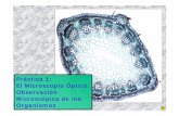 El Microscopio Óptico. Observación Microscópica de los ... cticas/Práctica 1.pdf · PDF filelos microscopios de campo luminoso se sitúa en ... resolución El ojo humano puede