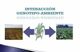 Es el cambio en la respuesta de los - agro.unc.edu.aragro.unc.edu.ar/~mejogeve/INTERACCION GXE 2017(Keke).pdf · Es el cambio en la respuesta de los genotipos a los diferentes ambientes