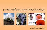 CURSO BÁSICO DE VITICULTURA - .:: ::. · PDF file1.- INTRODUCCIÓN ¿Qué es la viticultura? Ciencia que estudia las características y el desarrollo de la vid Suelo Clima Planta