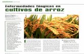 Enfermedades fúngicas en cultivos de arroz - · PDF filevan en hojas y glumas de plantas maduras, aunque también apare- ... I Control de las enfermedades fúngicas en los cultivos