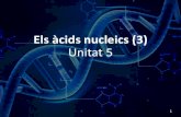 Els àcidsnucleics(3) Unitat 5 · PDF fileUnitat 5 1. Àcids&nucleics 3 • Composició química