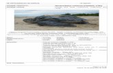NOMBRE CIENTÍFICO: Dermochelys coriacea (Vandelli, · PDF filePágina 2 de 12 martes, 01 de diciembre de 2015 ANTECEDENTES GENERALES Aspectos Morfológicos Es la tortuga marina de