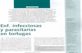 CONSULTA 43 - Actualitat i entitats de Masquefaamasquefa.com/uploads/32._Enfermedades_infecciosas... · pulmones de la anterior tortuga con granulo- ... marina o S. arizonae no causan