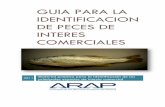 Guía para la identificación de especies de interés comercial · PDF fileGuía para la identificación de peces de interés ... pero otras como los atunes, ... de preparación de