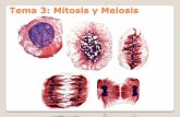 Tema 3: Mitosis y meiosis - inicio BIOLOGIA · PDF fileexplica por el alineamiento aleatorio de cada par de cromosomas homólogos durante la metafase I de la meiosis