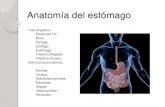 Anatomía del estómago - CFGS Dietética IES "El Getares" · PDF fileLimitada por seis paredes. Anterior (labios); ... derecha de la pared posterior del abdomen, ... peritoneo llenas