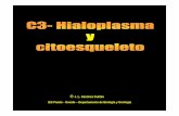 J. L. Sánchez Guillén IES Pando - Oviedo – Departamento de ...cosmolinux.no-ip.org:443/.../BIO1erBAT/Citologia/C3_CITOESQUELET… · El citoesqueleto es el responsable de la forma