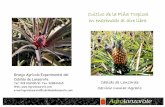 Cultivo de la Piña Tropical en enarenado al aire libre. · PDF fileEl cultivo de la piña se desarrolla en altitudes que van de los 100 a 600 metros sobre el nivel del mar, por tanto