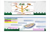 T2 Monera, protoctistas y hongos · PDF file6. Reino Moneras: las bacterias Reino Monera Tipo de célula Procariota Organización celular Unicelular Tejidos No Tipo de nutrición Autótrofa