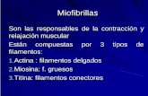 Miofibrillas - · PDF fileLa despolarización inicia un PA del tipo todo-o-nada en la FM y el PA se propaga a lo largo de toda la fibra nerviosa 3. 3. La despolarización producida