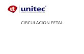 CIRCULACION FETAL - Laureate Legal Terms Honduras... · conclusion circulacion fetal y sus variantes anatomicas permiten se lleve a cabo adecuado soporte para el feto se desarrollan