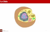 Presentación de PowerPoint · PDF file2 Teoría Celular –La Célula Características fundamentales de las células 1. Poseen una membrana que las separa del ambiente circundante,