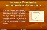 Interrelación entre los componentes del · PDF fileInterrelación entre los componentes del ecosistema Eduardo Gómez La Ecosfera 1 Si a una especie determinada la ponemos en las