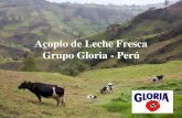 Acopio de Leche Fresca Grupo Gloria - Perú - Infolacteainfolactea.com/wp-content/uploads/2015/03/219.pdf · Lambayeque y La Libertad – El acopio en esta zona se inicia a partir