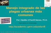 Manejo integrado de las plagas urbanas más comunes - … Integrado de... · Por: Dr. Hipólito O’Farrill-Nieves, Ph.D., Entomólogo Manejo integrado de plagas Es un proceso para