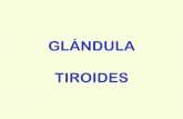 GLÁNDULA TIROIDES · PDF file · 2011-12-02Bocio simple Bocio coloide GIEMSA ... sospechosas y las variantes oncocíticas de otros tumores. NEOPLASIAS ONCOCÍTICAS. ... en el 60