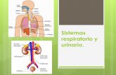 Sistemas respiratorio y . · PDF fileEl sistema respiratorio es el responsable de hacer circular el aire entre el organismo y el medio externo. El aire circula por: Vías respiratorias