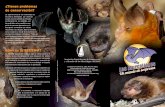 ¿Tienen problemas de conservación? - SECEMUsecemu.org/wp-content/uploads/2016/12/triptico_2011.pdf · ¿Tienen problemas de conservación? La supervivencia de los murciélagos se