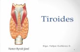 Tiroides - enfermeriavulare16.files.wordpress.com. • Debido a la hiperplasia de las glándulas, a causa de una excreción excesiva de TSH. • Hay producción excesiva de hormonas