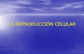 LA REPRODUCCIÓN CELULAR - DSpace en ESPOL: Home · PDF fileDIVISIÓN CELULAR POR MITOSIS •Proceso controlado por el núcleo (cromosomas) –El número de cromosomas en las células