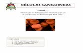 CÉLULAS SANGUINEAS - Repositorio Institucional del ...repositorio.cedia.org.ec/bitstream/123456789/704/1/Tejidos de... · Homeostasis en el transporte del líquido extracelular,