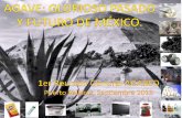 AGAVES: GLORIOSO PASADO Y FUTURO DE MÉXICO. - · PDF file · 2016-01-27Arturo Vélez Jiménez proyectoagaves@gmail.com Tel - Fax: (5255) 63 888 148 Cel: 04455 3424 9126. Title: AGAVES: