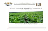 Proyecto: Evaluación de VIUSID-Agro en la producción de ...catalysisagro.com/pdf/info_viusid_soya.pdf · El embrión de la semilla de soya es cubierto por una capa fina y frágil,