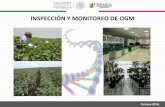 INSPECCIÓN Y MONITOREO DE OGM - · PDF fileActividades de inspección de acuerdo a la etapa del permiso en campo i) ... Soya en desarrollo vegetativo. b.- Etapa: desarrollo re botes