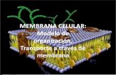 MEMBRANA CELULAR: Modelo de organización, Transporte · PDF file• Este tipo de transporte es usado por solutos pequeños y/o apolares. ... Osmosis y tipos de ... • Para sustancias