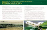 Malezas de las áreas naturales del Caribe: Melaléucatame.ifas.ufl.edu/pdfs/publications/Spanish_Weed_Alert_000.pdf · Malezas de las áreas naturales del Caribe: Melaléuca (Melaléuca