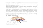 Inteligencia emocional · Web viewImagen anatómica del cerebro. La amígdala cerebral y el hipocampo fueron dos piezas clave del primitivo «cerebro olfativo» que, a lo largo del
